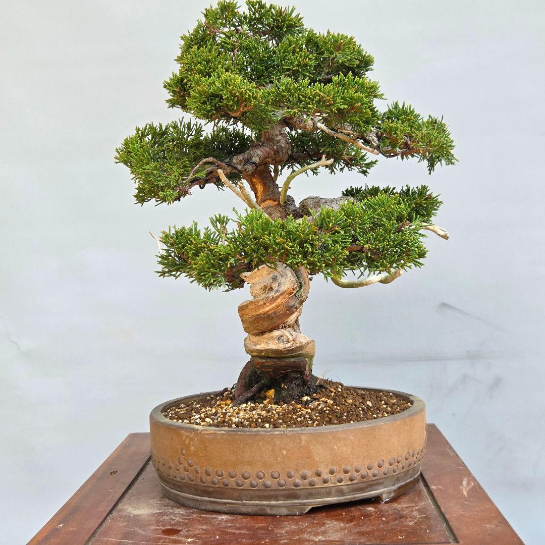 糸魚川真柏　[模様木]　中品盆栽