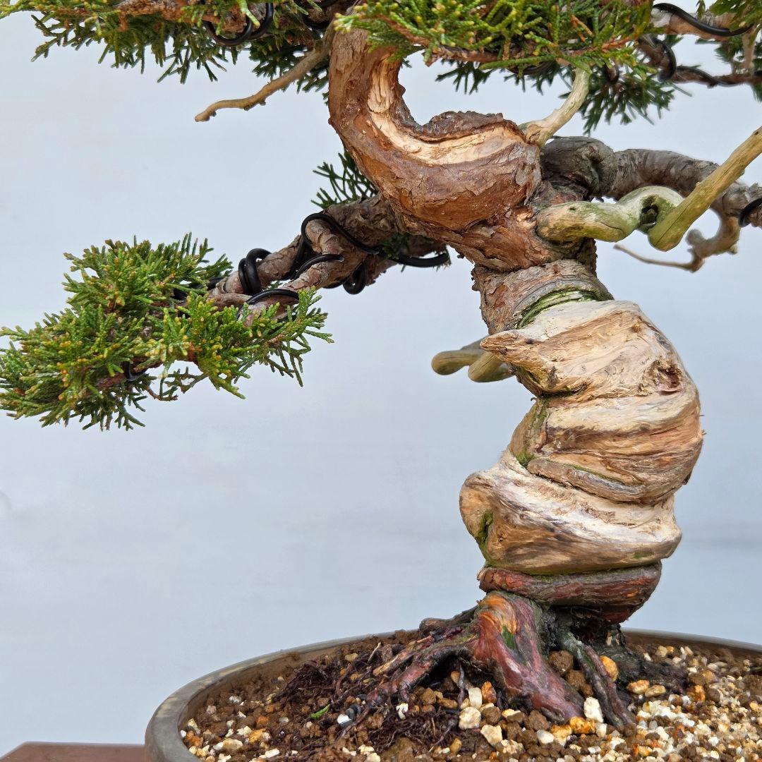 糸魚川真柏　[模様木]　中品盆栽