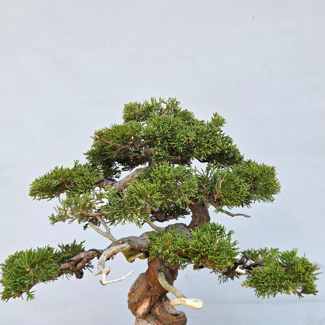 糸魚川真柏　[模様木]　中品盆栽