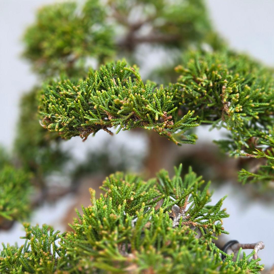 糸魚川真柏　[模様木]　中品盆栽