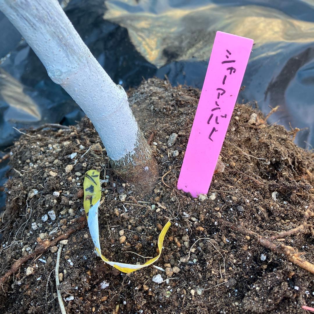 ② abc様　ゴールデンリバーサイド　シャーアンバー　親株