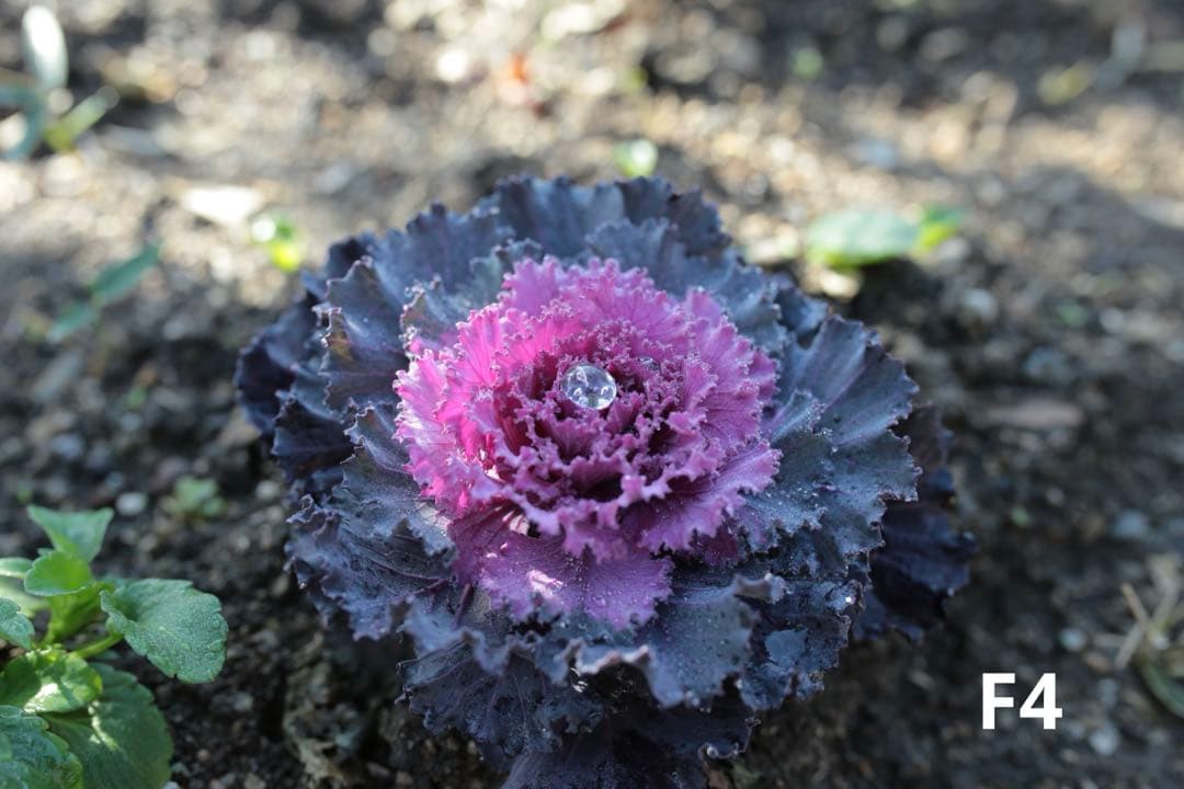 SIGMA 35mm F1.4 DG HSM (キヤノンEFマウント)