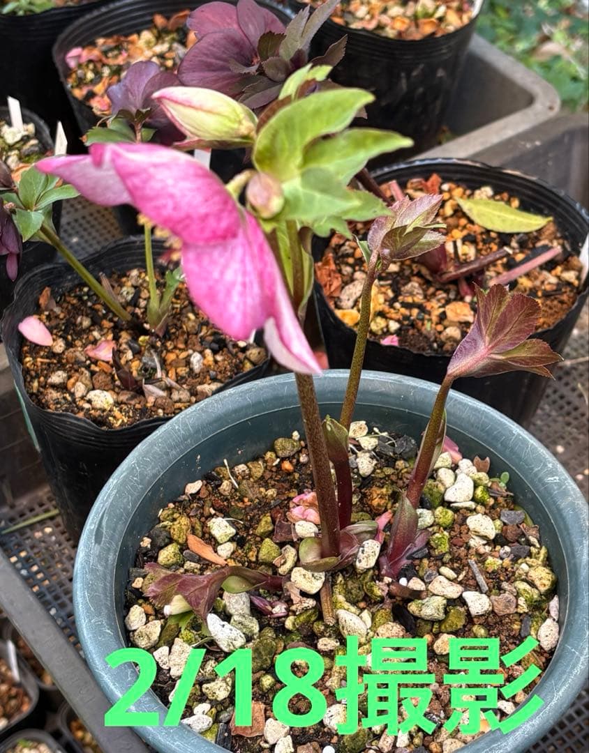 ⑩クリスマスローズSSピンクHarvingtonR ebekah