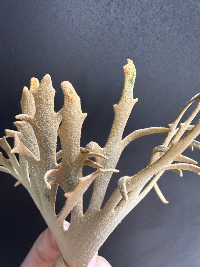 たか太郎　yellow moon dwarf sporeling 胞子