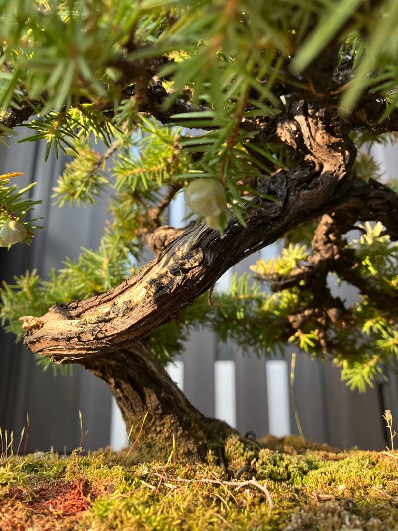 ◉杜松盆栽　究極の逸品　幹の曲と美しい樹形が超魅力！　　大特価！早いもの勝ち