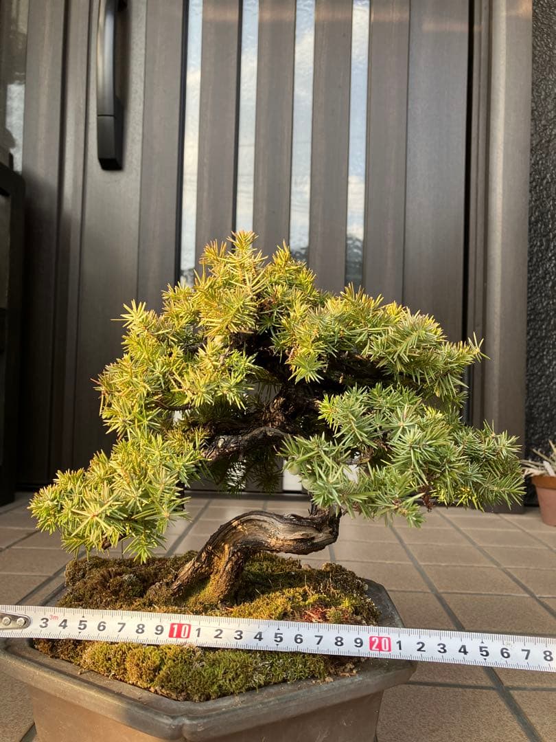 ◉杜松盆栽　究極の逸品　幹の曲と美しい樹形が超魅力！　　大特価！早いもの勝ち