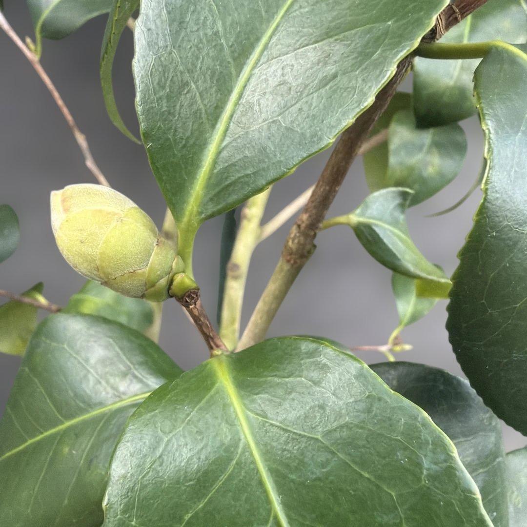 ばやん　大社紫