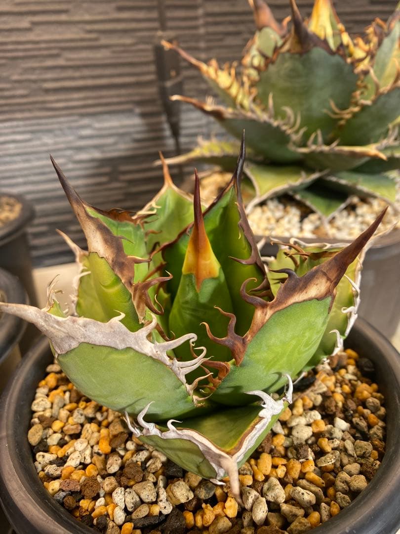 アガベ　オテロイ　実生