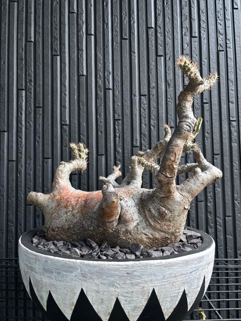 【グラキリス】御神木級 塊根！超大株 偏平 良型