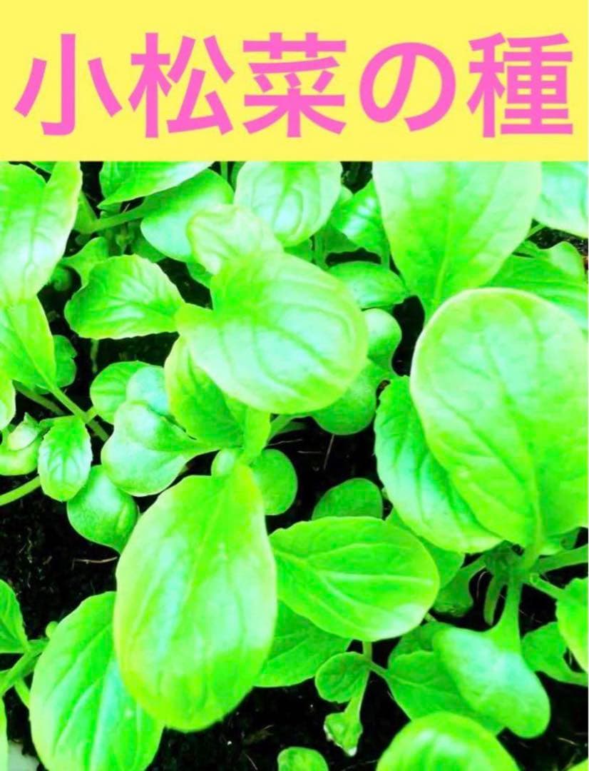 ⭐️ 小松菜のたね 野菜 早取り 無農薬 ♡ 種 自家栽培 水耕栽培 簡単匿名配送