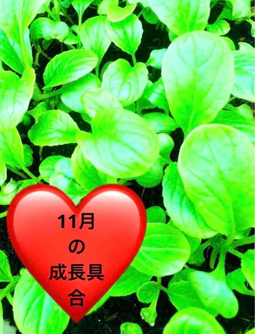 ⭐️ 小松菜のたね 野菜 早取り 無農薬 ♡ 種 自家栽培 水耕栽培 簡単匿名配送