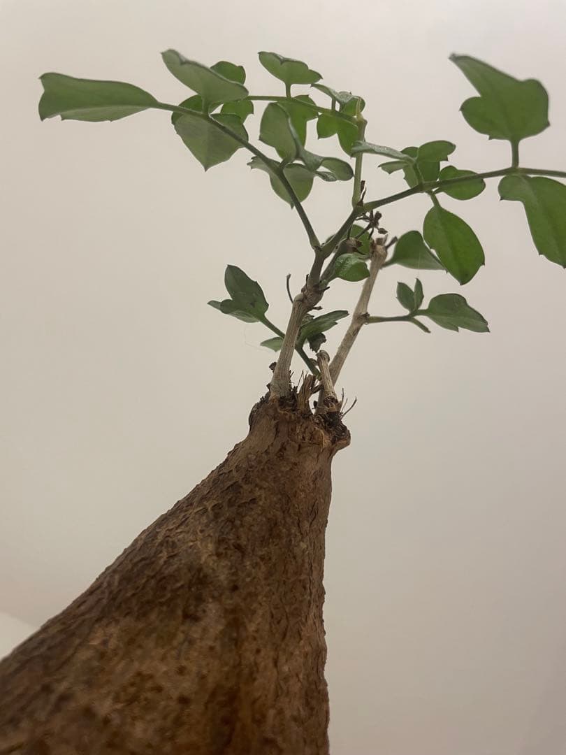 キフォステンマ モンタグナッキー