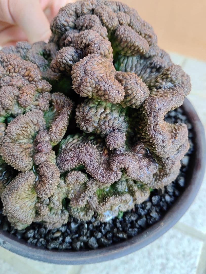 特大　ユーフォルビア オベサ 綴化（鉢付）