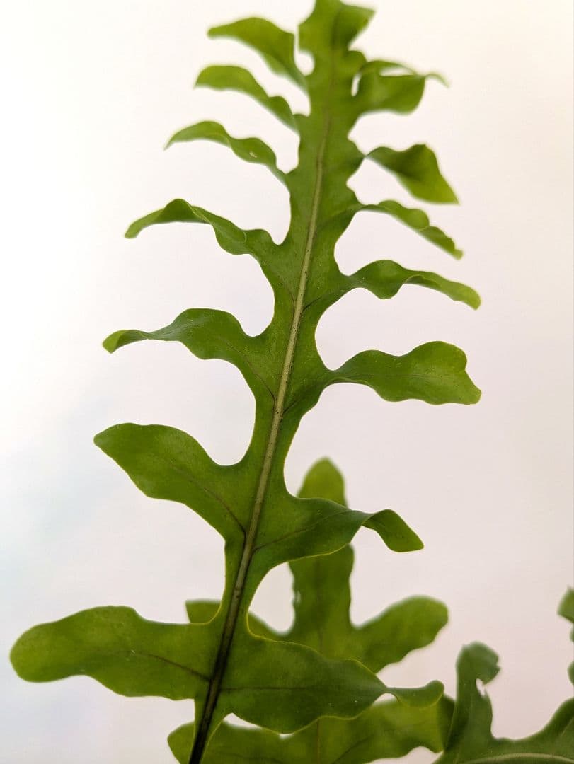 レカノプテリス タツタ アリ植物