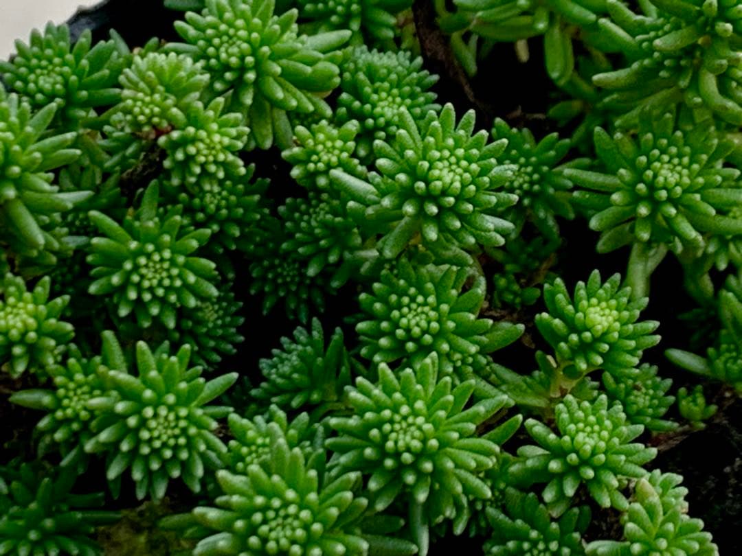 超レア！グラシル　多肉植物　6cmポット　抜き苗　いちかわふぁーむさん