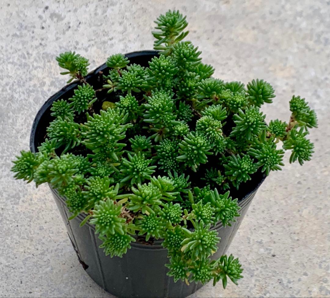 超レア！グラシル　多肉植物　6cmポット　抜き苗　いちかわふぁーむさん