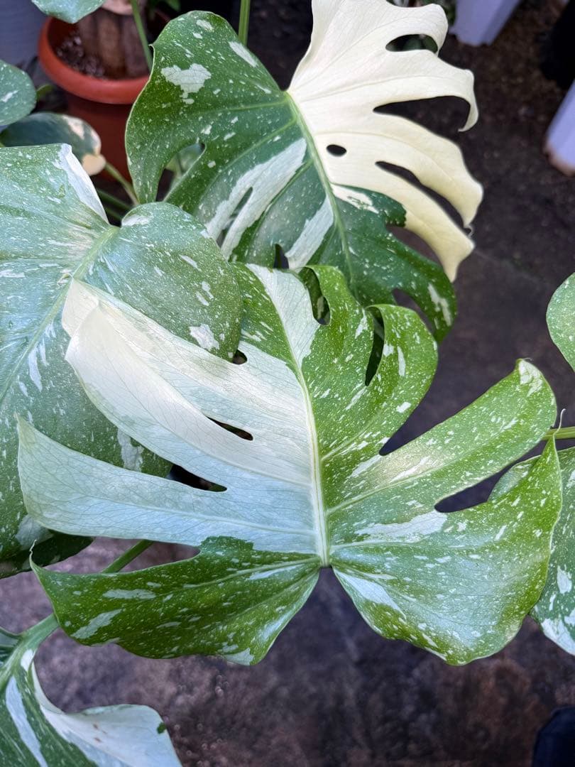【特大極上苗】モンステラ 斑入り タイコンステレーション クリームブリュレ 2鉢