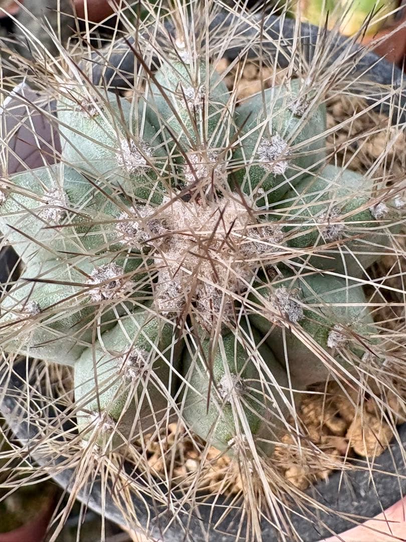 サボテン　コピアポア属　希翁玉　鉢のまま