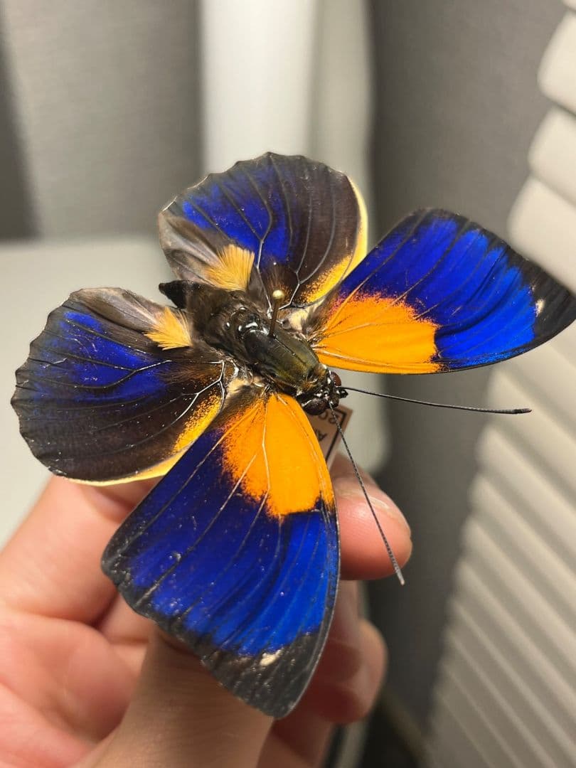 アグリアスファルキドンフルニエラ♂ ファルキドンミイロタテハ 蝶標本