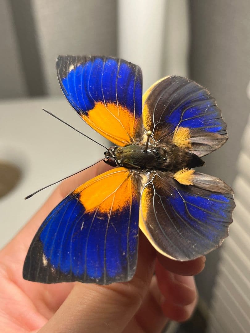 アグリアスファルキドンフルニエラ♂ ファルキドンミイロタテハ 蝶標本