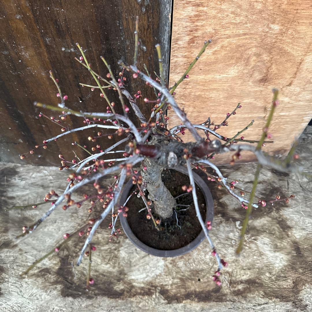 梅　盆栽　思いのまま　大株