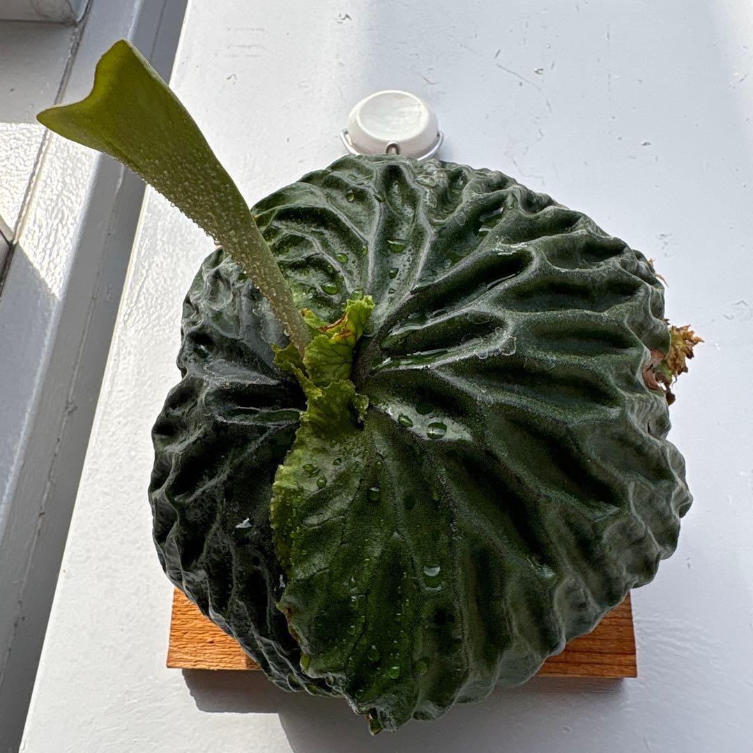 マダガスカリエンセ　ビカクシダ　胞子培養苗　胞子葉新芽