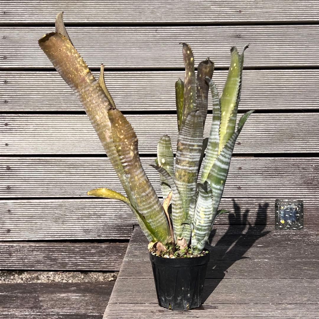 ビルベルギア ダースベイダー 群生株(タンクブロメリア ネオレゲリア エクメア