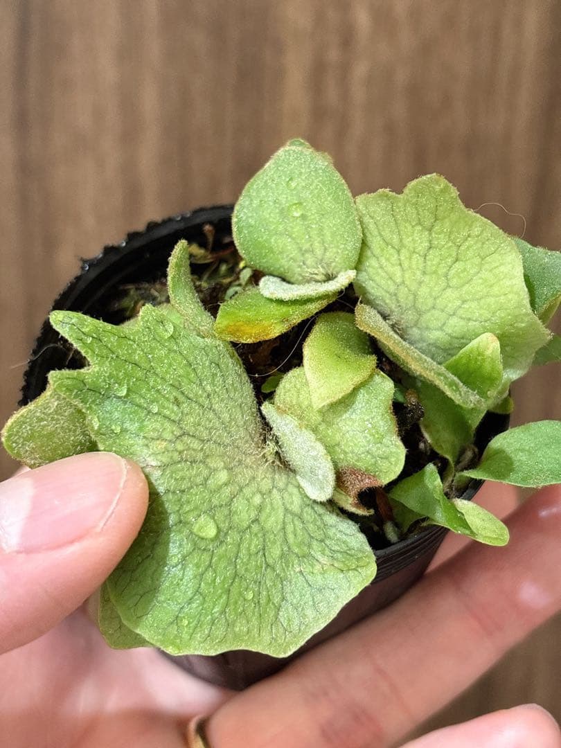 群生 willinckii OMG×Nano spore dwarf ビカクシダ