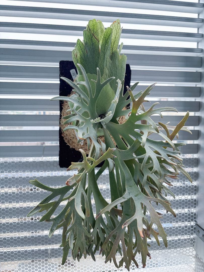 群生 willinckii OMG×Nano spore dwarf ビカクシダ