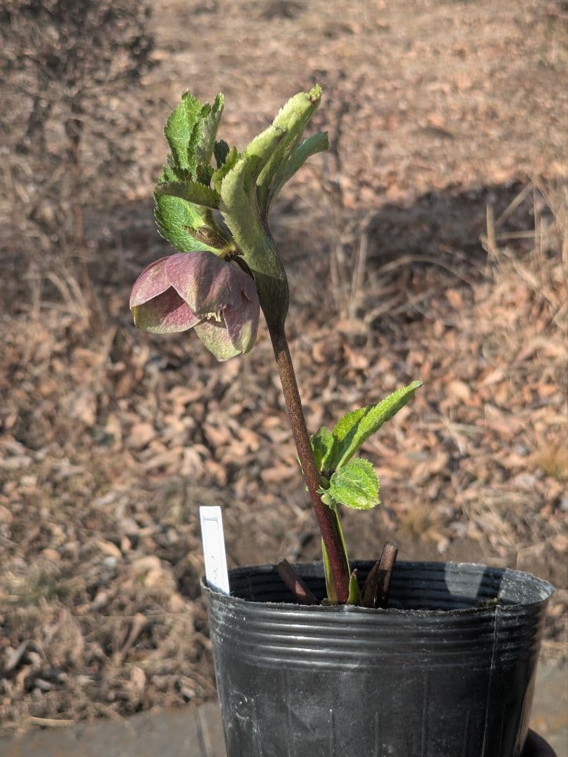 大和園 クリスマスローズ｜激渋ブラウン系｜まるでブラウンパステリッシュな一株
