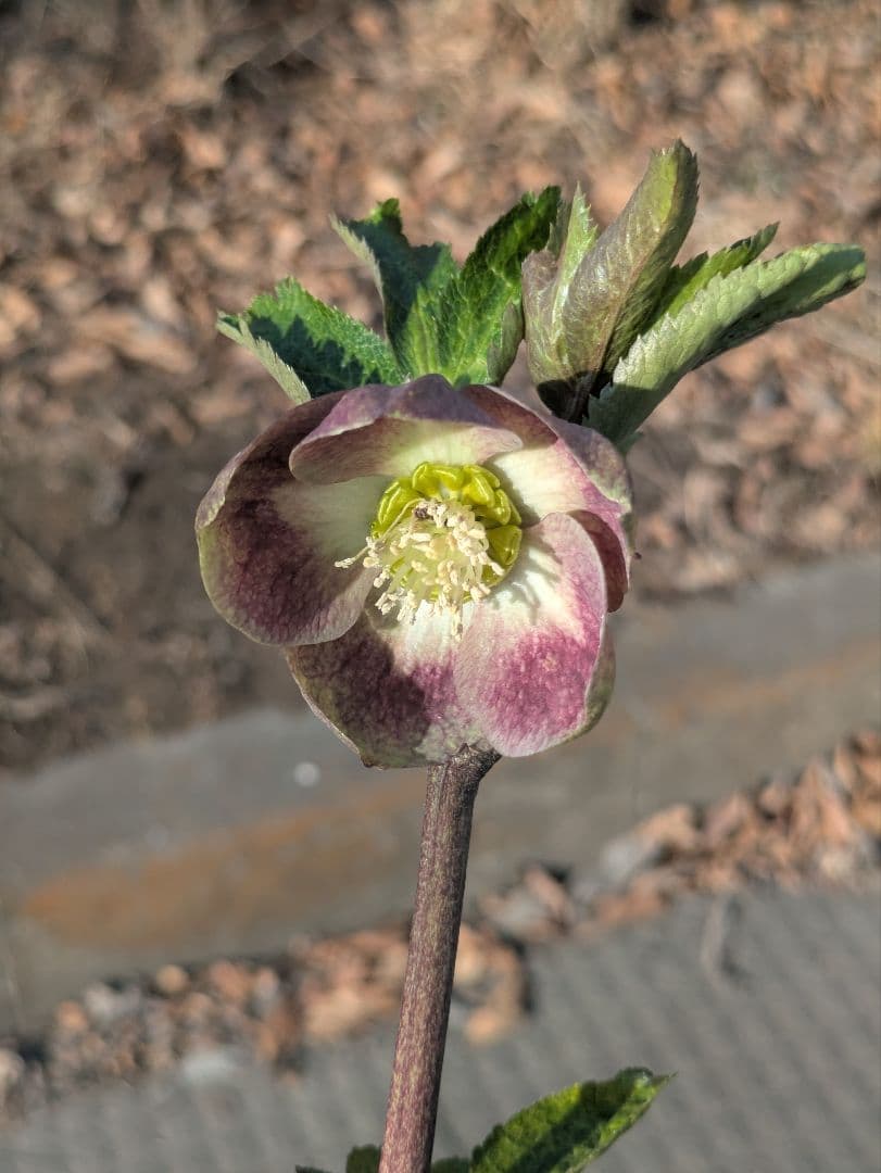 大和園 クリスマスローズ｜激渋ブラウン系｜まるでブラウンパステリッシュな一株