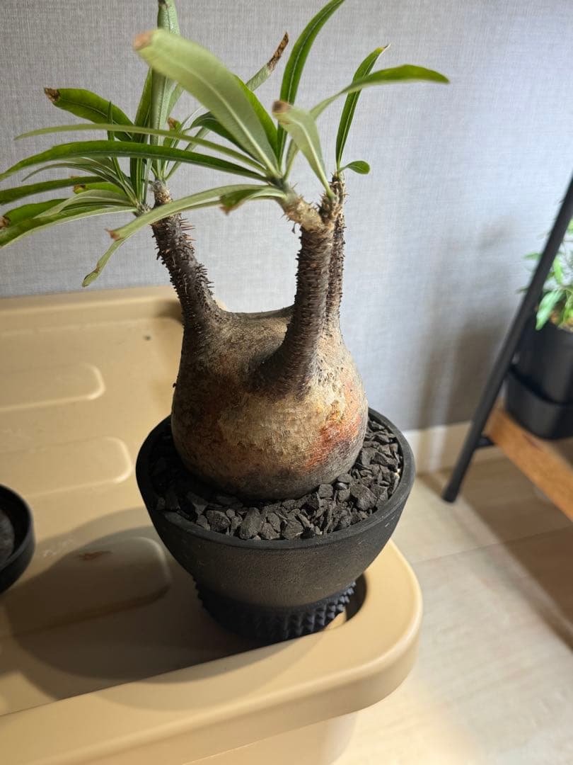 パキポディウムグラキリス　現地球　良型　鉢8labo