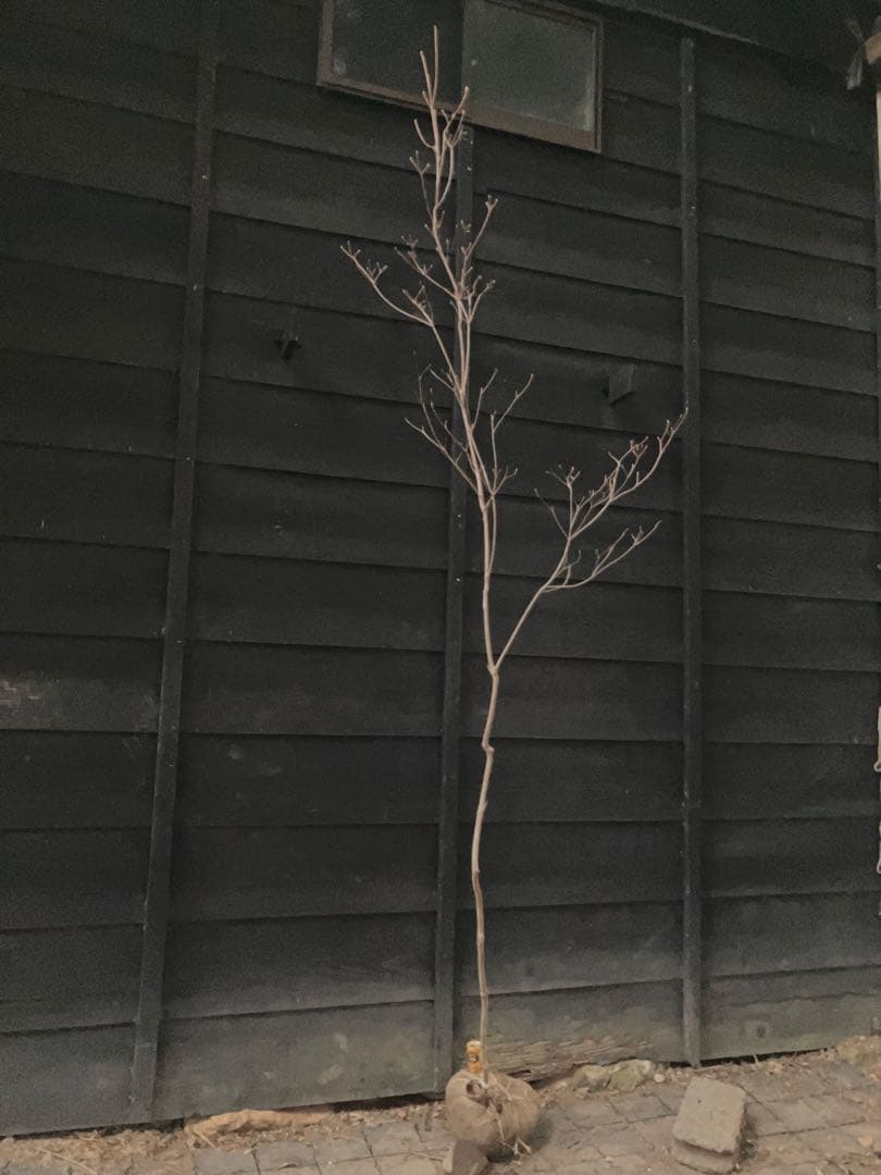 61 山採り　ミツバツツジ