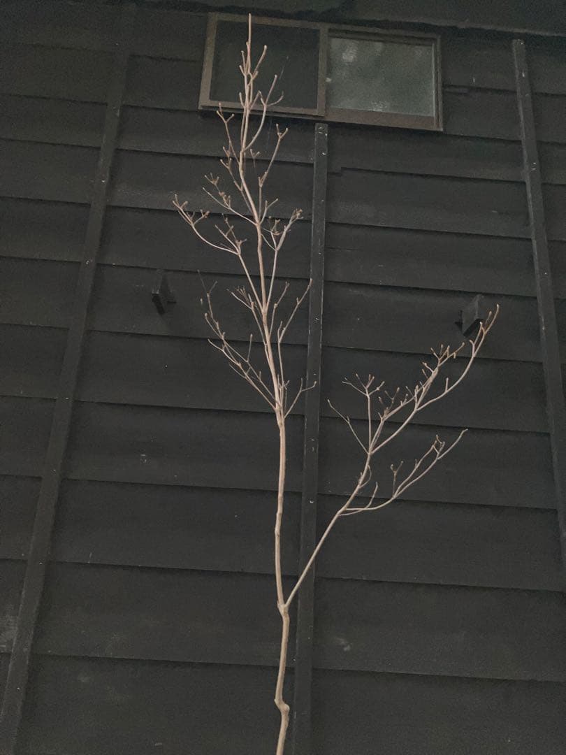 61 山採り　ミツバツツジ