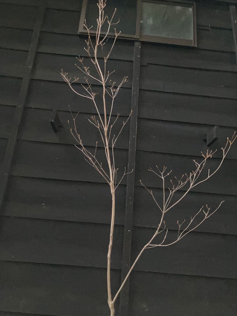 61 山採り　ミツバツツジ