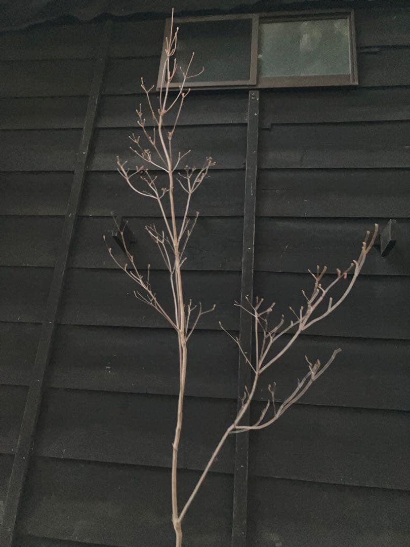 61 山採り　ミツバツツジ