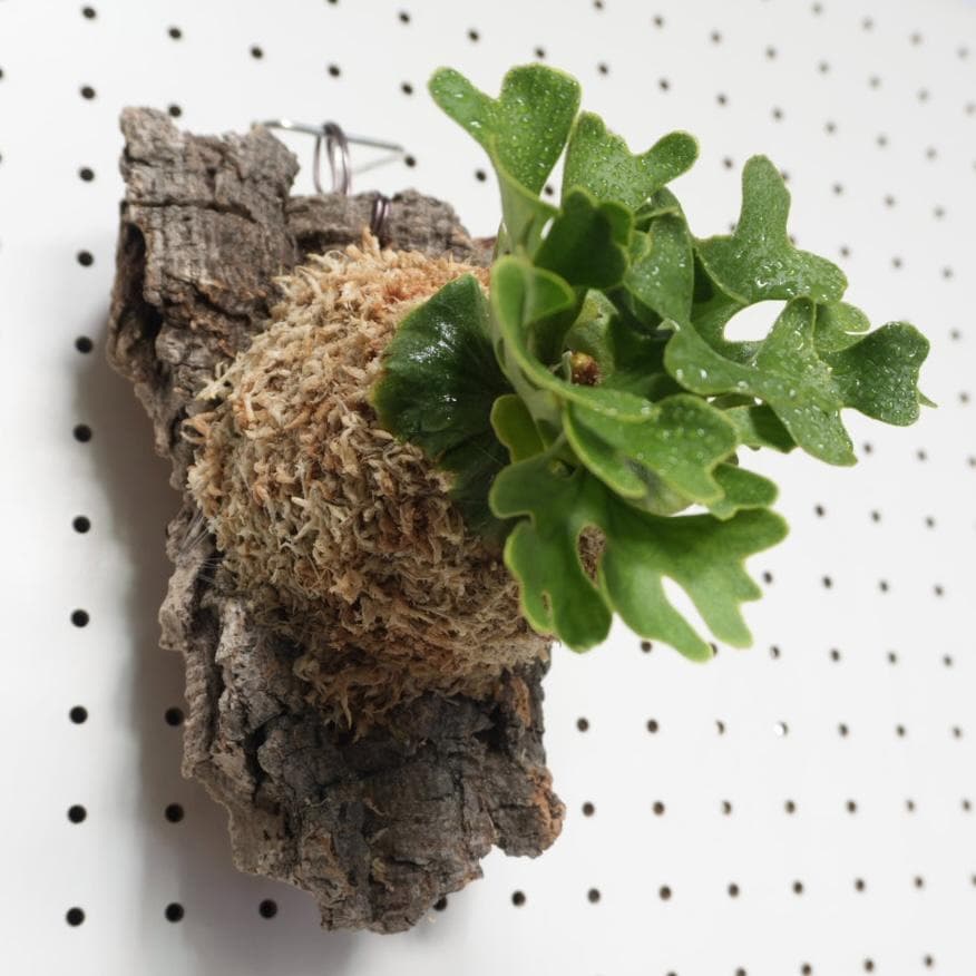 ビカクシダ リドレイ ドワーフ シルバー 小株　R-5