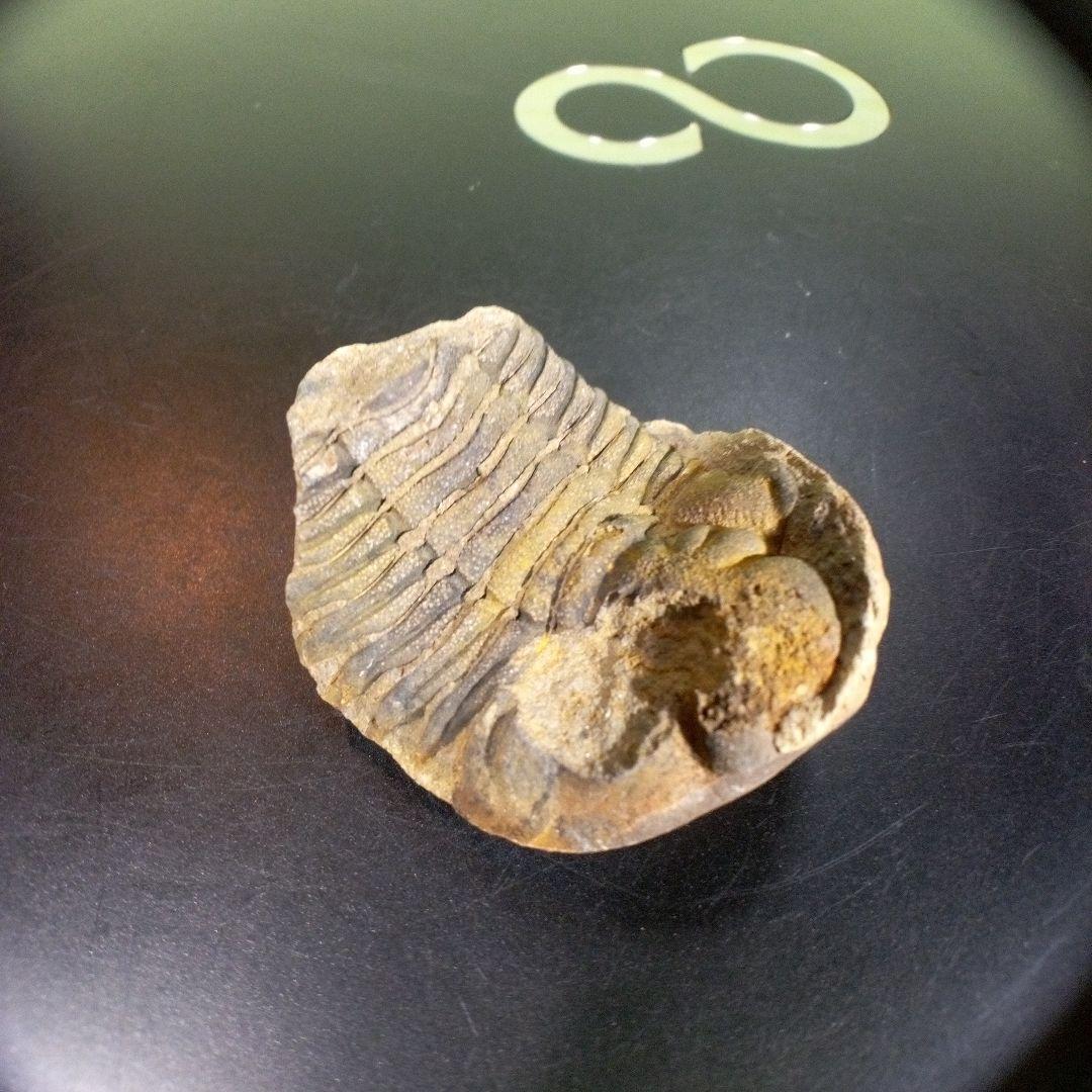 三葉虫　化石　fossil　ボリビア産　trilobite　海生動物識別⑤