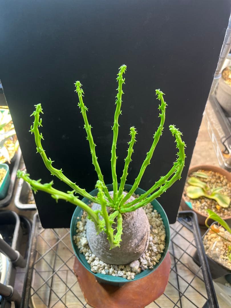 ユーフォルビア　デシドゥア