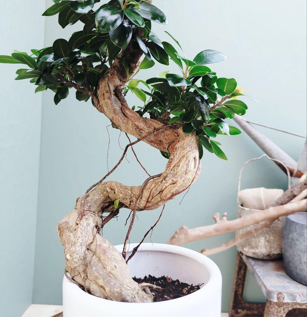 c63amg (現品)昇り龍 曲がり 根上８号