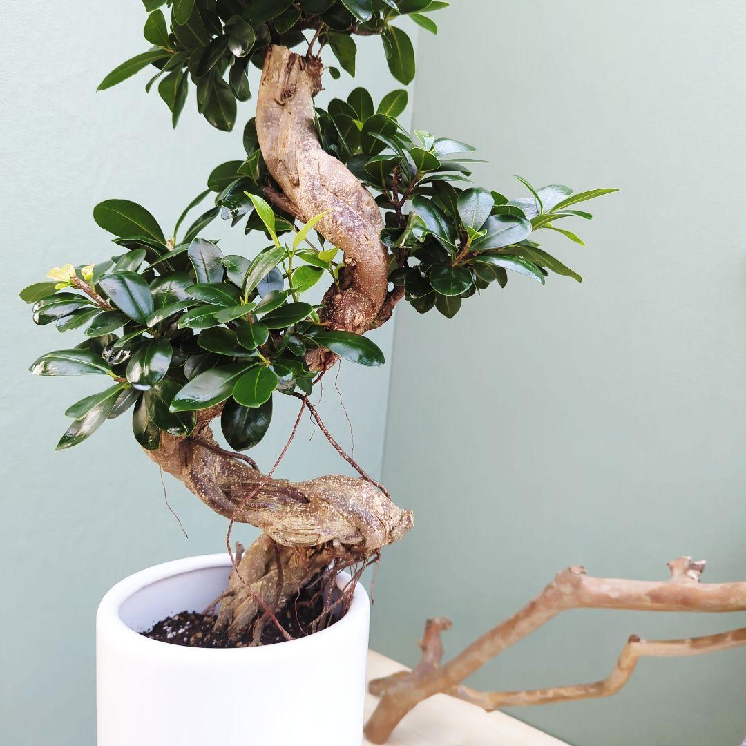 c63amg (現品)昇り龍 曲がり 根上８号