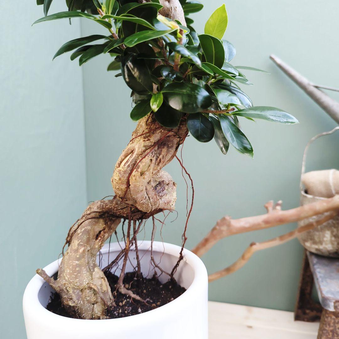 c63amg (現品)昇り龍 曲がり 根上８号