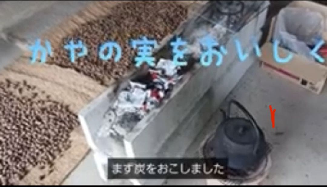 樹齢600年 榧の実（かやの実） 2025年産 1kg アク抜き済み