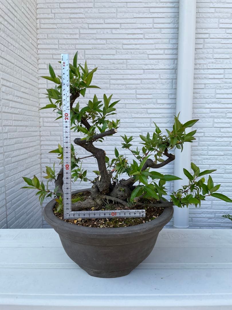 カロライナジャスミン　盆栽　樹齢30年以上