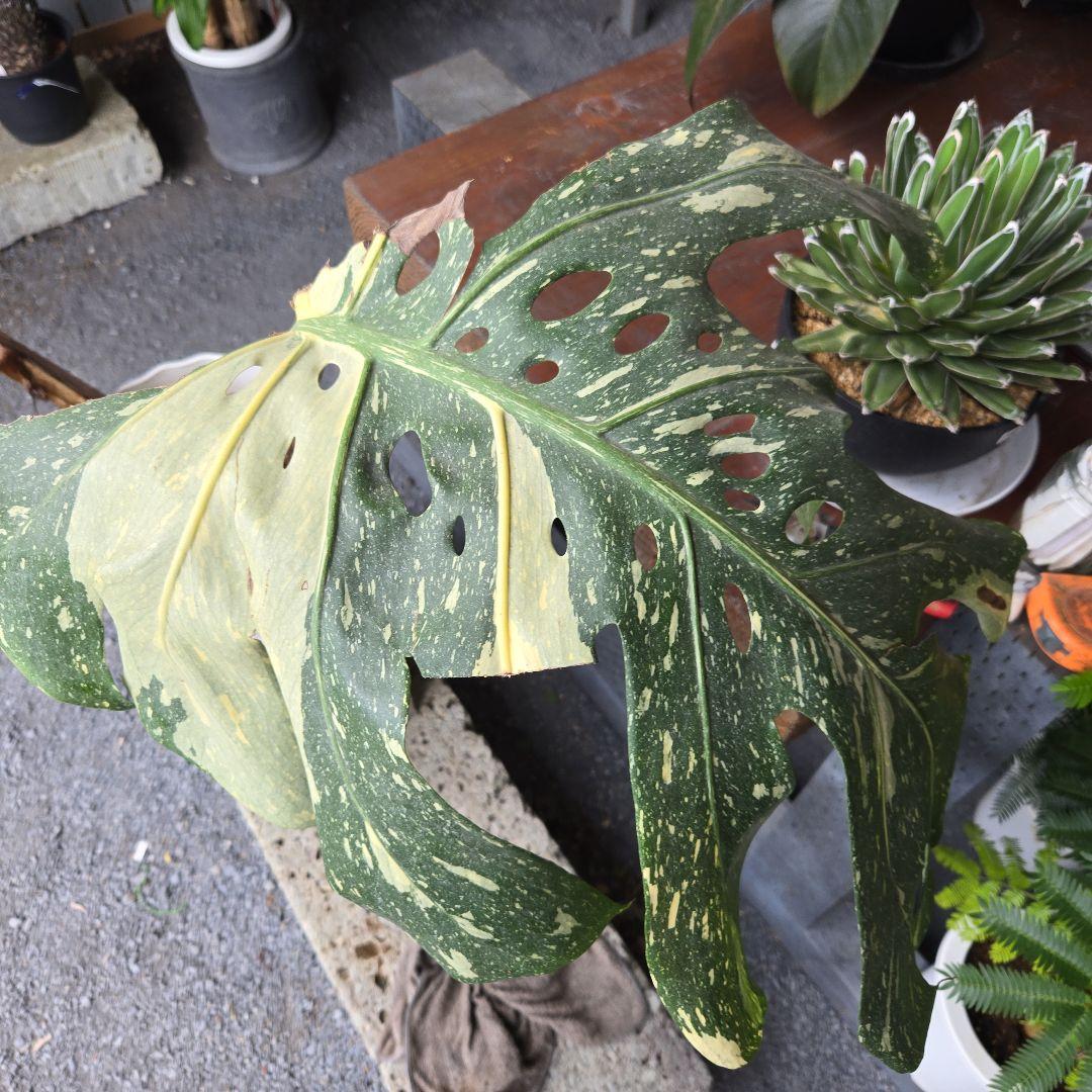 ⑯　モンステラ　斑入り　イエローモンスター特大苗木最高等級極上品‼️