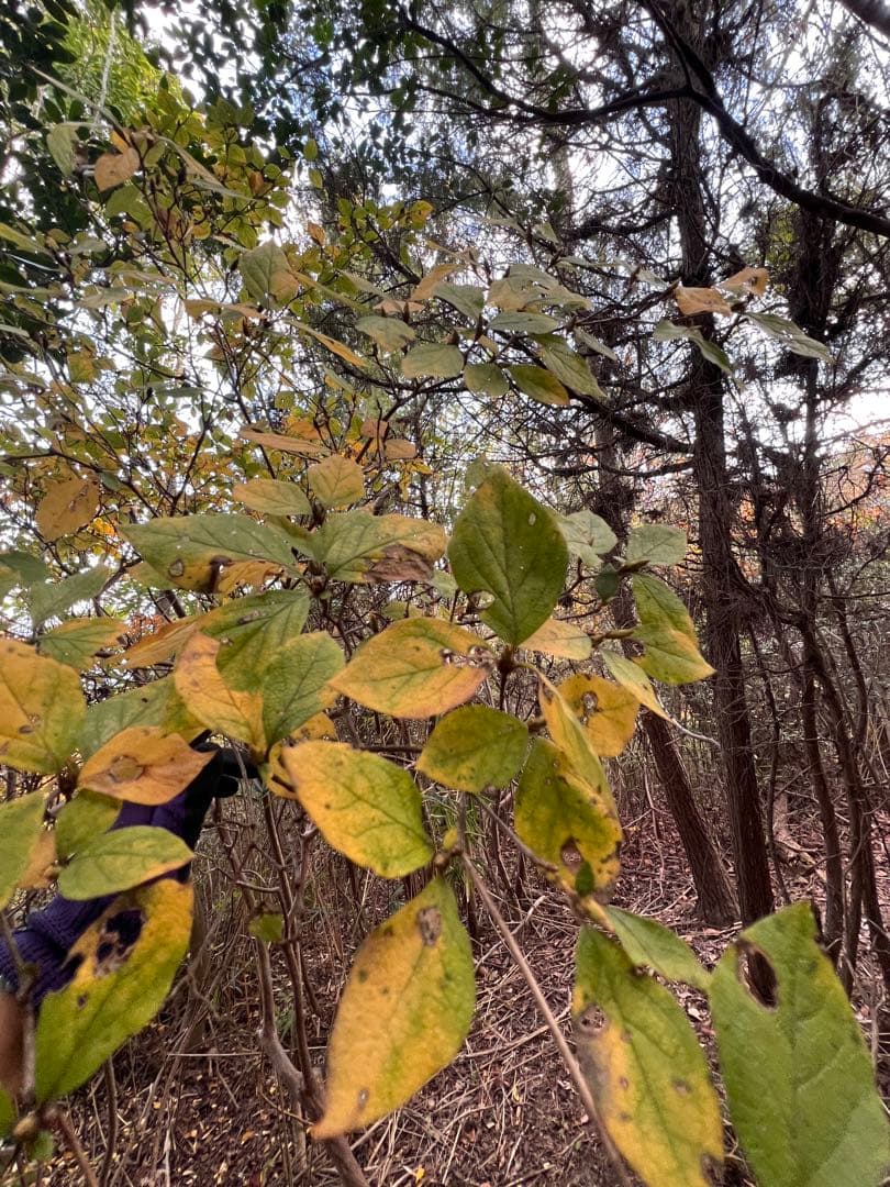 現品　ミツバツツジ　極上　自然樹形　特大苗　2.5mほど　山採り