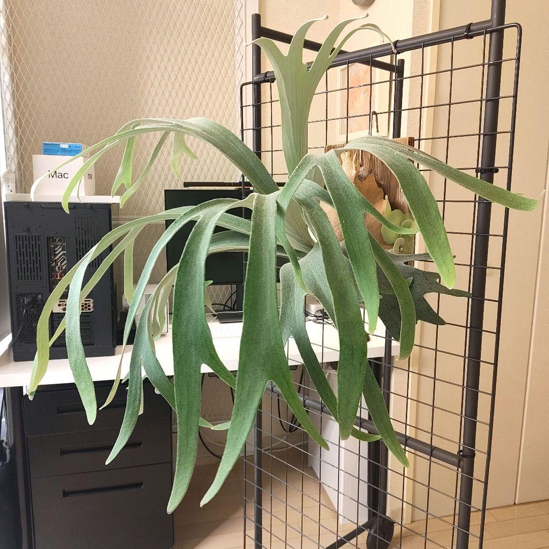 P.Andinum x P.Banna #A 現品