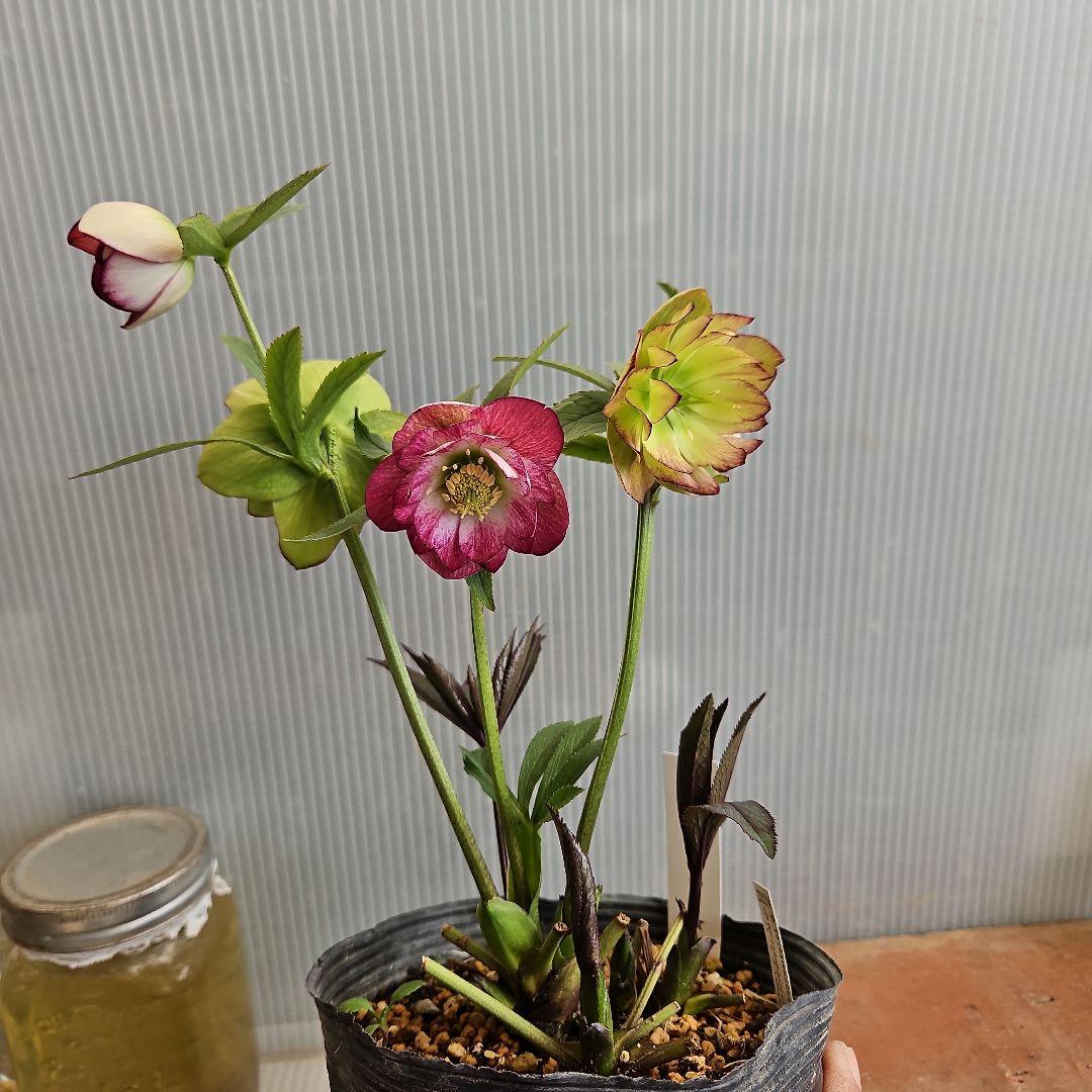 ㉖-267クリスマスローズ