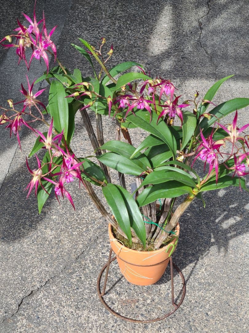 洋蘭　Den.MaroonStar'Cavalier'