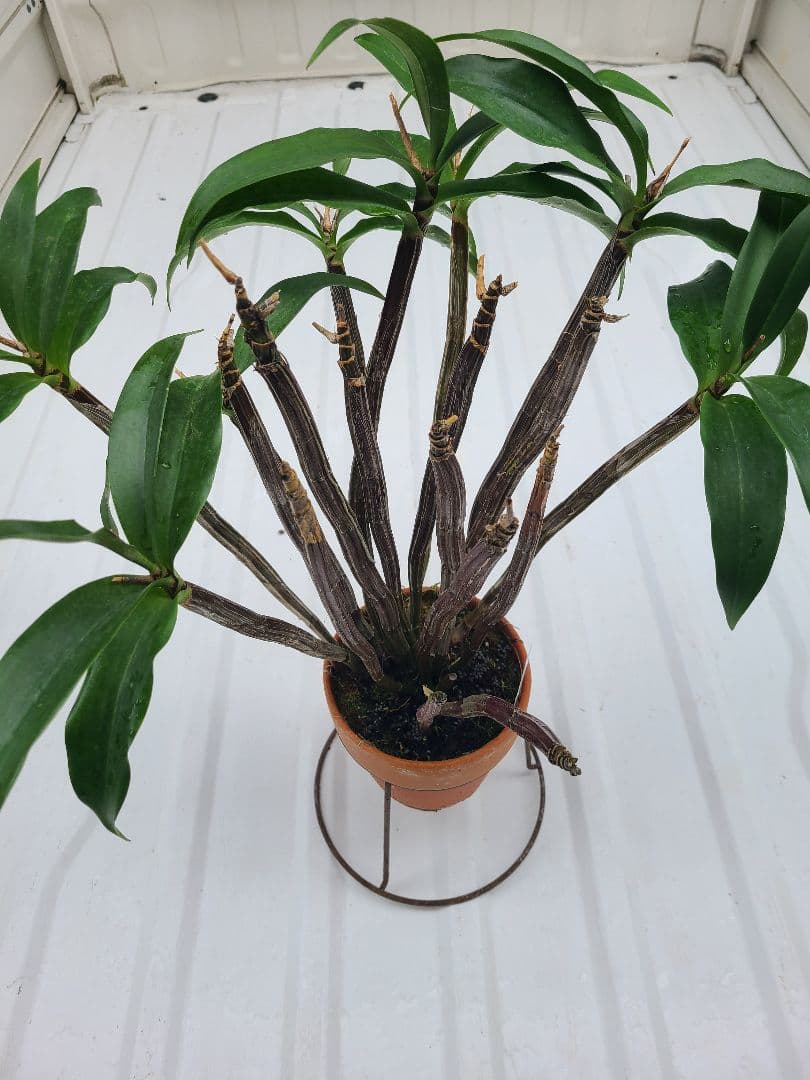 洋蘭　Den.MaroonStar'Cavalier'